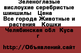 Зеленоглазые вислоухие серебристые шиншилы › Цена ­ 20 000 - Все города Животные и растения » Кошки   . Челябинская обл.,Куса г.